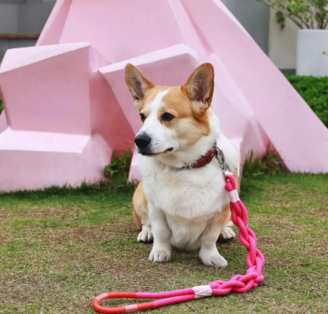 Braided Dog Leash