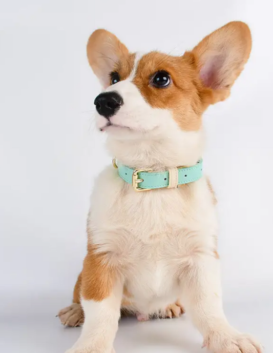 Leather Easter Collar